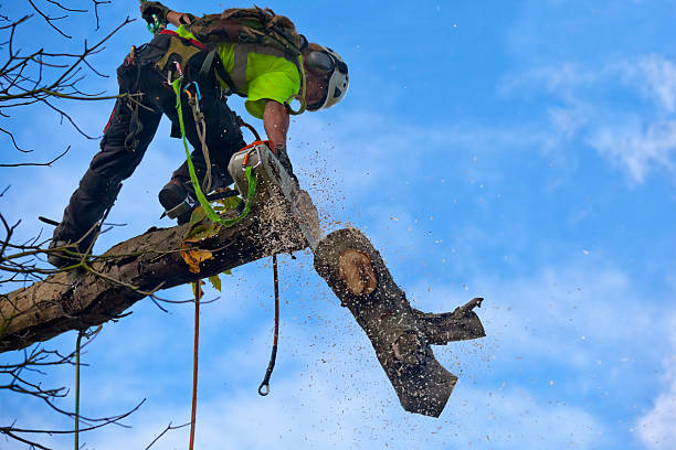 Best Soil Testing and Treatment  in Grant, AL